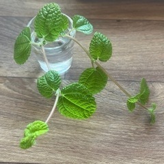 観葉植物:ピレア ヌンムラリフォリア