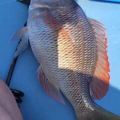 値下げ❗コンパクトカヤックの画像