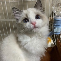 ラグドール2歳里親募集しています