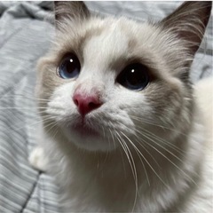 ラグドール2歳里親募集しています - 猫