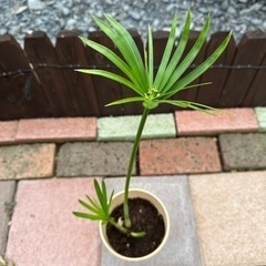 水生植物　シペラス（シュロガヤツリ）　一株500円