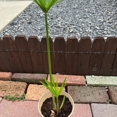 水生植物　シペラス（シュロガヤツリ）　一株500円の画像