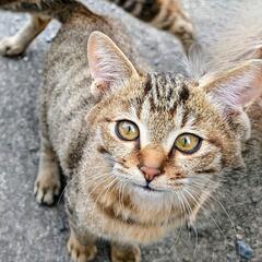 家族として受け入れていただける方を探しています。