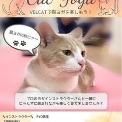【New】11/26猫ヨガチャリティーレッスン