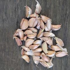 赤にんにく球根　植え付け用