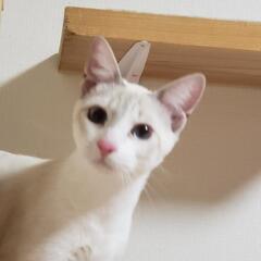 決定  感謝です 男の子 リノ　 4ヶ月  体高高くスキニー 美男子