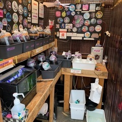 【五桜メダカ】 11月12日　横須賀メダカ無人販売