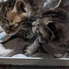 子猫/残り2匹