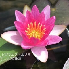 🌸 姫睡蓮（ピグマエア・ルブラ ）1ポット 