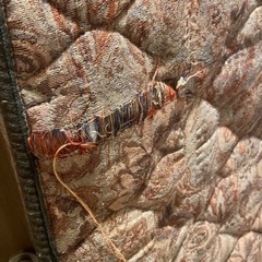 0円‼️ジェルベッドマットレス⭐️ホット機能付きの画像