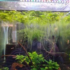 水草アマゾンフロッグピットです。の画像