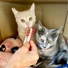 🍒【2匹一緒に終の住処決まりました🙇‍♀️】🍒　人馴れ訓練中の兄...