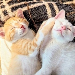 可愛いしかない２匹きょうだい♡子猫だらけの里親会参加