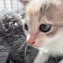 ②９／15生まれ女の子　パステル三毛猫さくらんぼちゃん