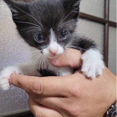 里親様になっていただけませんか？