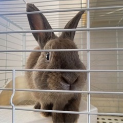 ミニウサギのくぅ♡
