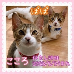 11/12譲渡会参加！6ヶ月の姉妹猫🐈🐾