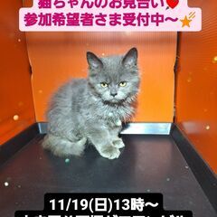 11/19(日)譲渡会。6月生サイベリアン♂ (⋈◍＞◡＜◍)。✧♡