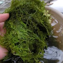 無農薬☆水草☆ウィローモス  100g ③の画像