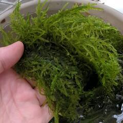無農薬☆水草☆ウィローモス  100g ③の画像