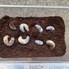 カブトムシの幼虫