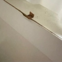 【取引中】タンス チェスト 引き出しの画像