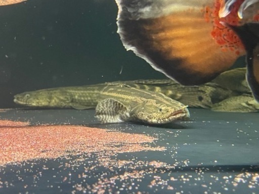 チャド産　ビキール