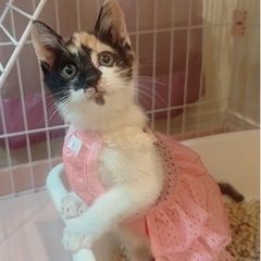 🌸🐈三毛猫ぼるちゃん🐈🌸譲渡