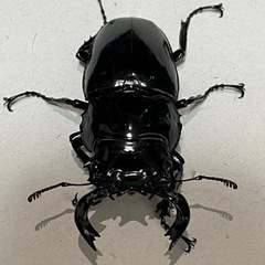 タランドゥスツヤクワガタ♂63mmの画像