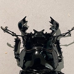 タランドゥスツヤクワガタ♂63mmの画像