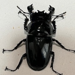 タランドゥスツヤクワガタ♂63mmの画像