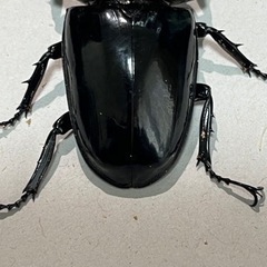 タランドゥスツヤクワガタ♂63mmの画像