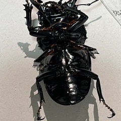 タランドゥスツヤクワガタ♂63mmの画像