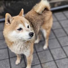 豆柴里親募集