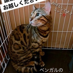 🐈‍⬛✨11月19日(日)すみれペットクリニック様にて主催『立川...