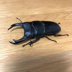 国産オオクワガタ（能勢YG）・オス単品⑦