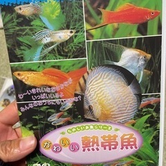 熱帯魚、水族館DVDセットの画像