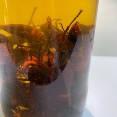 スズメバチの焼酎漬け (azu888) 極楽の焼酎の中古あげます・譲り