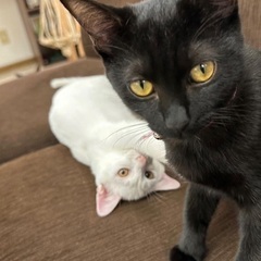 再再々投稿😭人が大好き(⁎⁍̴̛ᴗ⁍̴̛⁎)キジ猫くんと黒猫さん兄妹