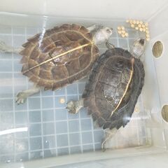 オオヤマガメ　大き目　