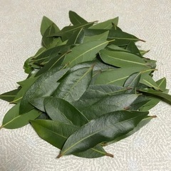 無農薬 月桂樹 フレッシュローリエの葉 50枚の画像