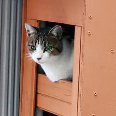 要らないキャットフードがあったらください。