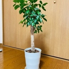 観葉植物　ガジュマル