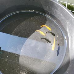 現品出品オレンジ系メダカ若魚20匹