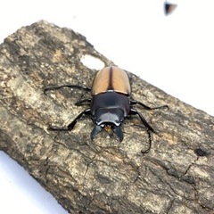 【値下げしました】ラフェルトノコギリクワガタ　ペア　CBF2