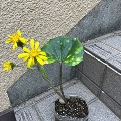 お譲り先決定! 花が咲きました！　ツワブキ