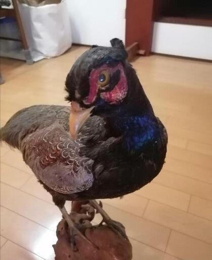 孔雀