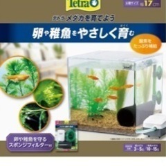 テトラ水槽