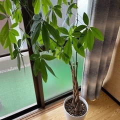 パキラ 約120cm