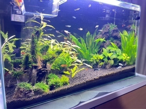 水槽 60cm まとめ売り